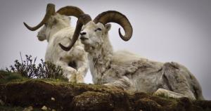 Dall Sheep in Denali National Park