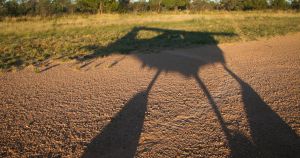The shadows grow tall during an early departure from Barkly Homestead, Northern Territory